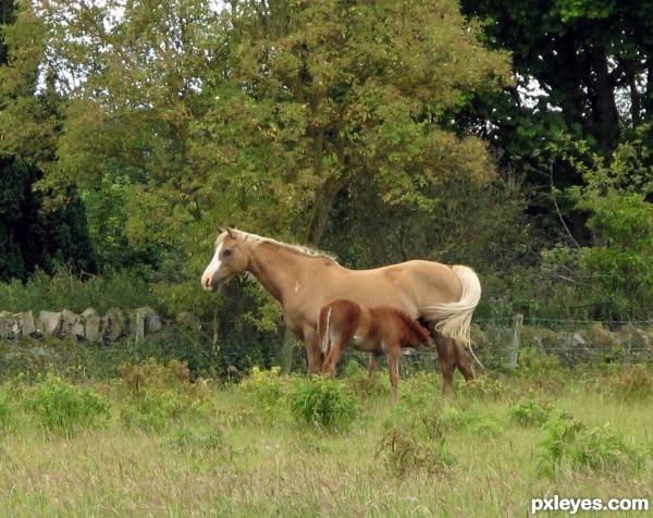 Cream Coloured Ponies